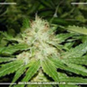 Meet your Posher, Cedric